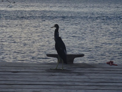 Dock mates Dock mates